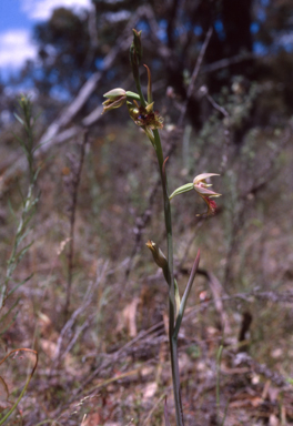 APII jpeg image of Calochilus campestris  © contact APII