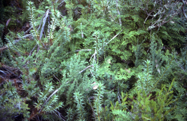 APII jpeg image of Gleichenia dicarpa  © contact APII