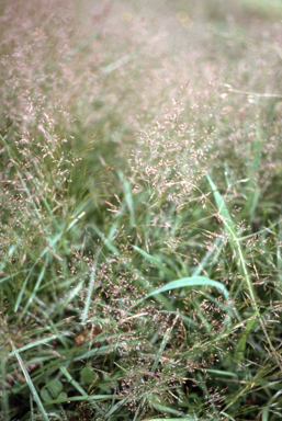 APII jpeg image of Agrostis capillaris  © contact APII