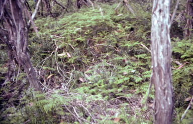 APII jpeg image of Gleichenia dicarpa  © contact APII