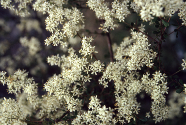 APII jpeg image of Bursaria spinosa  © contact APII