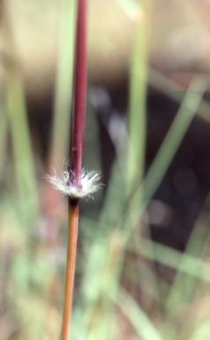 APII jpeg image of Sorghum leiocladum  © contact APII