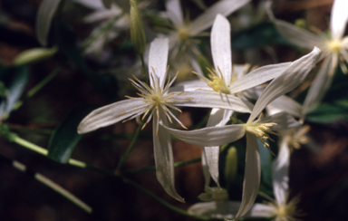 APII jpeg image of Clematis aristata  © contact APII