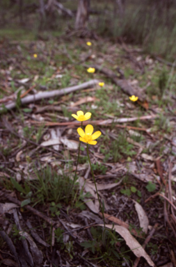 APII jpeg image of Ranunculus  © contact APII