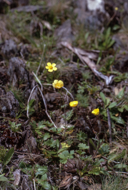 APII jpeg image of Ranunculus lappaceus  © contact APII