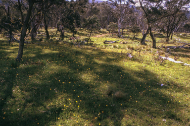 APII jpeg image of Ranunculus  © contact APII