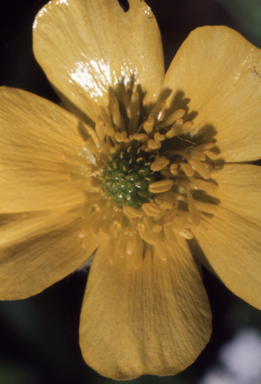 APII jpeg image of Ranunculus  © contact APII