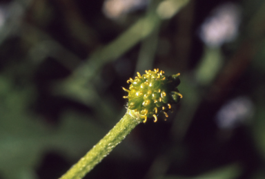 APII jpeg image of Ranunculus  © contact APII