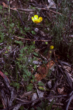 APII jpeg image of Ranunculus  © contact APII
