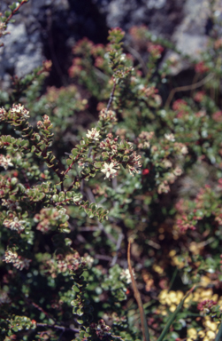 APII jpeg image of Phebalium  © contact APII