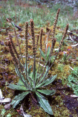 APII jpeg image of Plantago varia  © contact APII