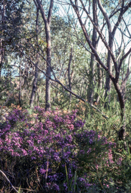 APII jpeg image of Boronia pinnata  © contact APII