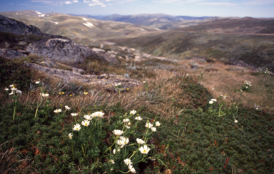 APII jpeg image of Ranunculus anemoneus  © contact APII