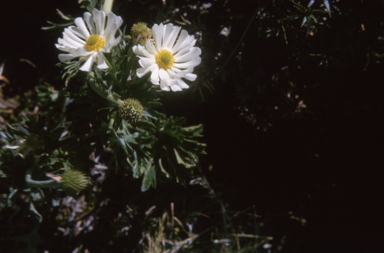 APII jpeg image of Ranunculus anemonifolius  © contact APII