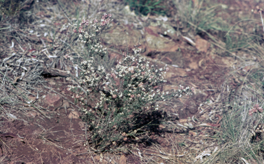 APII jpeg image of Cryptandra amara  © contact APII