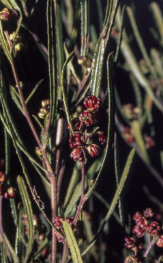 APII jpeg image of Dodonaea viscosa  © contact APII