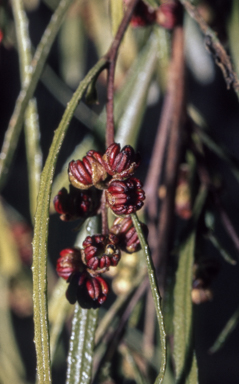 APII jpeg image of Dodonaea viscosa  © contact APII