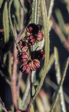 APII jpeg image of Dodonaea viscosa  © contact APII