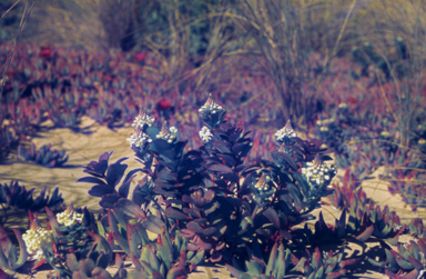 APII jpeg image of Stackhousia monogyna  © contact APII