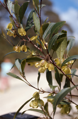 APII jpeg image of Dodonaea triquetra  © contact APII