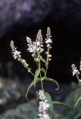 APII jpeg image of Veronica derwentiana subsp. derwentiana  © contact APII