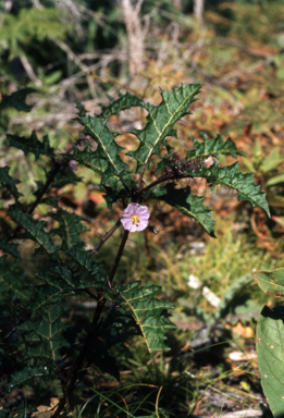 APII jpeg image of Solanum pungetium  © contact APII