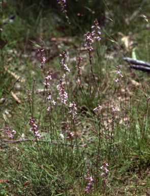 APII jpeg image of Stylidium  © contact APII