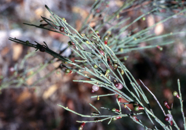 APII jpeg image of Exocarpus strictus  © contact APII