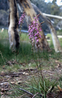 APII jpeg image of Stylidium graminifolium  © contact APII