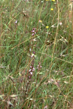 APII jpeg image of Stylidium  © contact APII