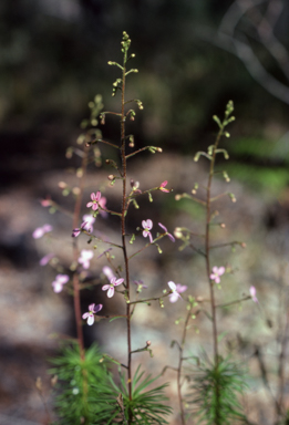 APII jpeg image of Stylidium  © contact APII