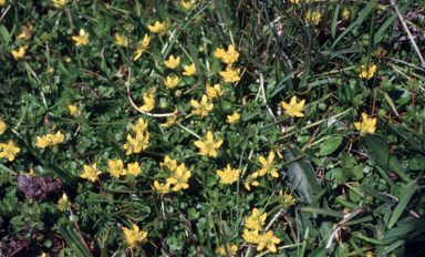 APII jpeg image of Ranunculus pimpinellifolius  © contact APII