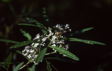 APII jpeg image of Zieria arborescens  © contact APII