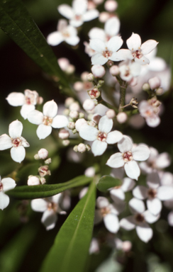 APII jpeg image of Zieria arborescens  © contact APII