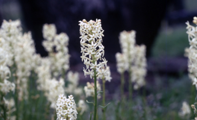 APII jpeg image of Stackhousia monogyna  © contact APII