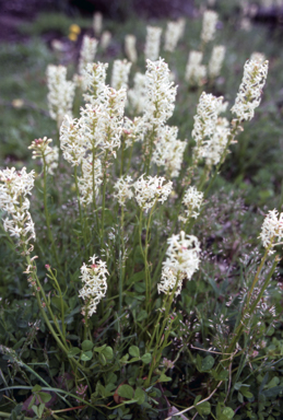 APII jpeg image of Stackhousia monogyna  © contact APII