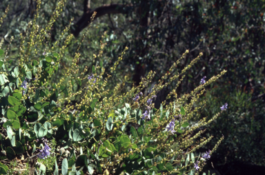 APII jpeg image of Veronica perfoliata  © contact APII