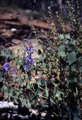 APII jpeg image of Veronica perfoliata  © contact APII