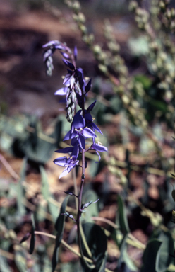 APII jpeg image of Veronica perfoliata  © contact APII