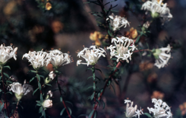 APII jpeg image of Pimelea  © contact APII
