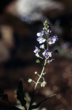 APII jpeg image of Veronica anagallis-aquatica  © contact APII