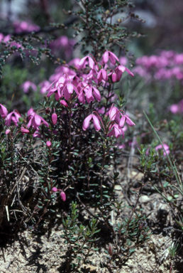 APII jpeg image of Tetratheca ericifolia  © contact APII