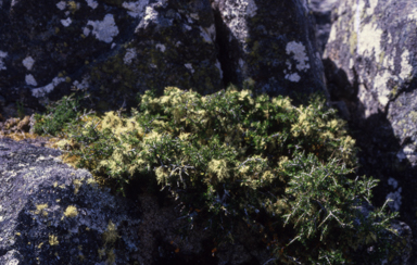 APII jpeg image of Melicytus dentatus  © contact APII