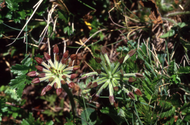 APII jpeg image of Oreomyrrhis eriopoda  © contact APII
