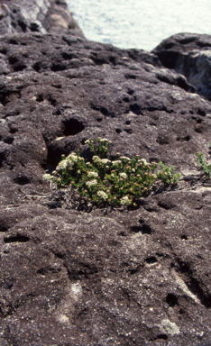 APII jpeg image of Platysace  © contact APII