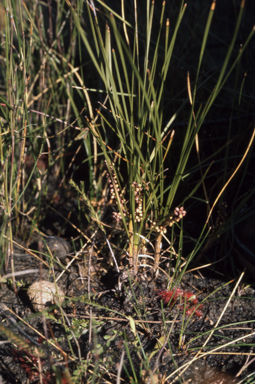 APII jpeg image of Lomandra glauca  © contact APII