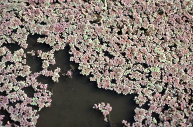 APII jpeg image of Azolla  © contact APII