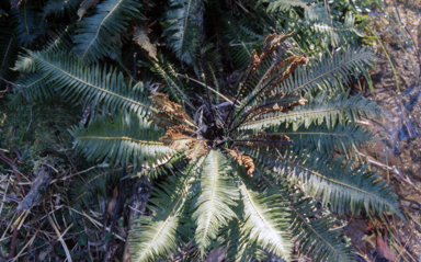 APII jpeg image of Blechnum minus  © contact APII