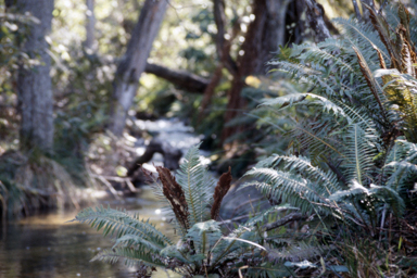 APII jpeg image of Blechnum minus  © contact APII