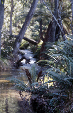 APII jpeg image of Blechnum minus  © contact APII